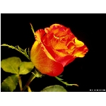kvet-365.jpg
Poet zobrazen: 3748 (6541.0853 dn) pr.=0.5730
Rozmr: 800 x 600 pixel
Velikost: 46.154 kB