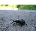 m144_4472.jpg
Poet zobrazen: 3447 (6537.3961 dn) pr.=0.5273
Rozmr: 1600 x 1200 pixel
Velikost: 404.579 kB