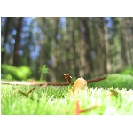 m144_4500.jpg
Poet zobrazen: 3628 (6537.6904 dn) pr.=0.5549
Rozmr: 1600 x 1200 pixel
Velikost: 382.149 kB