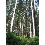 m145_4510.jpg
Poet zobrazen: 3777 (6537.6915 dn) pr.=0.5777
Rozmr: 1200 x 1600 pixel
Velikost: 990.47 kB