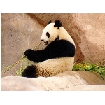 panda.jpg
Poet zobrazen: 3576 (6536.6422 dn) pr.=0.5471
Rozmr: 1024 x 768 pixel
Velikost: 92.758 kB