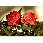 if-03176.jpg
Poet zobrazen: 3766 (6541.3592 dn) pr.=0.5757
Rozmr: 350 x 250 pixel
Velikost: 32.595 kB