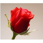 if-04257.jpg
Poet zobrazen: 3329 (6539.8527 dn) pr.=0.5090
Rozmr: 350 x 300 pixel
Velikost: 14.471 kB