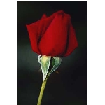 rose6v.jpg
Poet zobrazen: 3666 (6541.3731 dn) pr.=0.5604
Rozmr: 256 x 384 pixel
Velikost: 5.997 kB