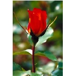 rose7v.jpg
Poet zobrazen: 3480 (6541.3843 dn) pr.=0.5320
Rozmr: 256 x 384 pixel
Velikost: 10.813 kB