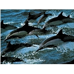 delfini.jpg
Poet zobrazen: 3127 (6532.2915 dn) pr.=0.4787
Rozmr: 1024 x 768 pixel
Velikost: 166.284 kB