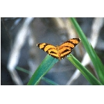 motyl.jpg
Poet zobrazen: 3399 (6534.5655 dn) pr.=0.5202
Rozmr: 1068 x 706 pixel
Velikost: 62.043 kB